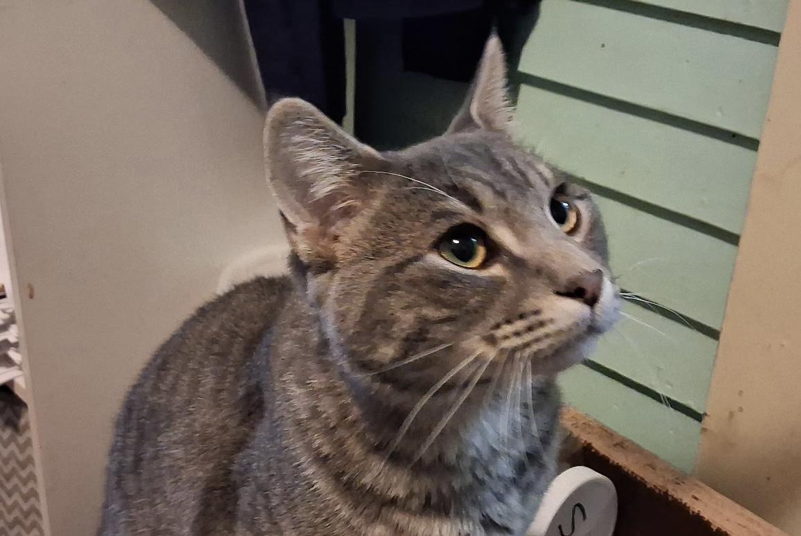 Enlarge Ludwig, a Adoptable Domestic Short Hair in Faribault, MN image 2/2