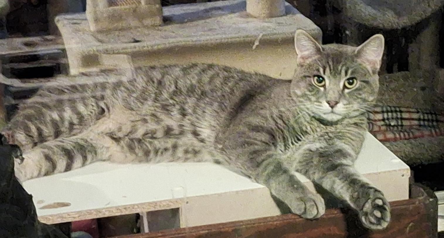 Ludwig, Adoptable, Adult Male Domestic Short Hair.