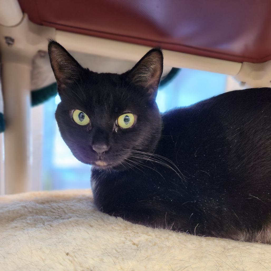 Cissa, a Adoptable Domestic Short Hair in Fort Wayne, IN image 1/3