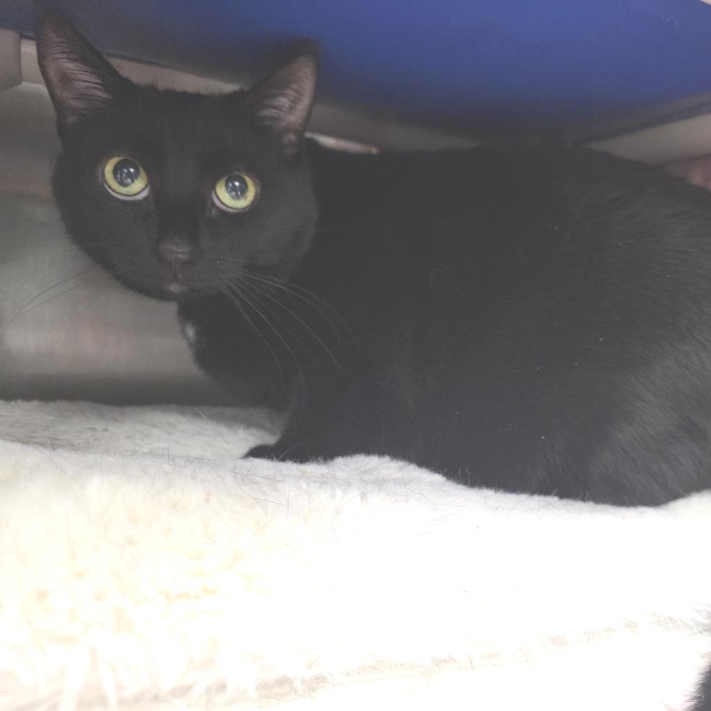 Cissa, a Adoptable Domestic Short Hair in Fort Wayne, IN image 2/3