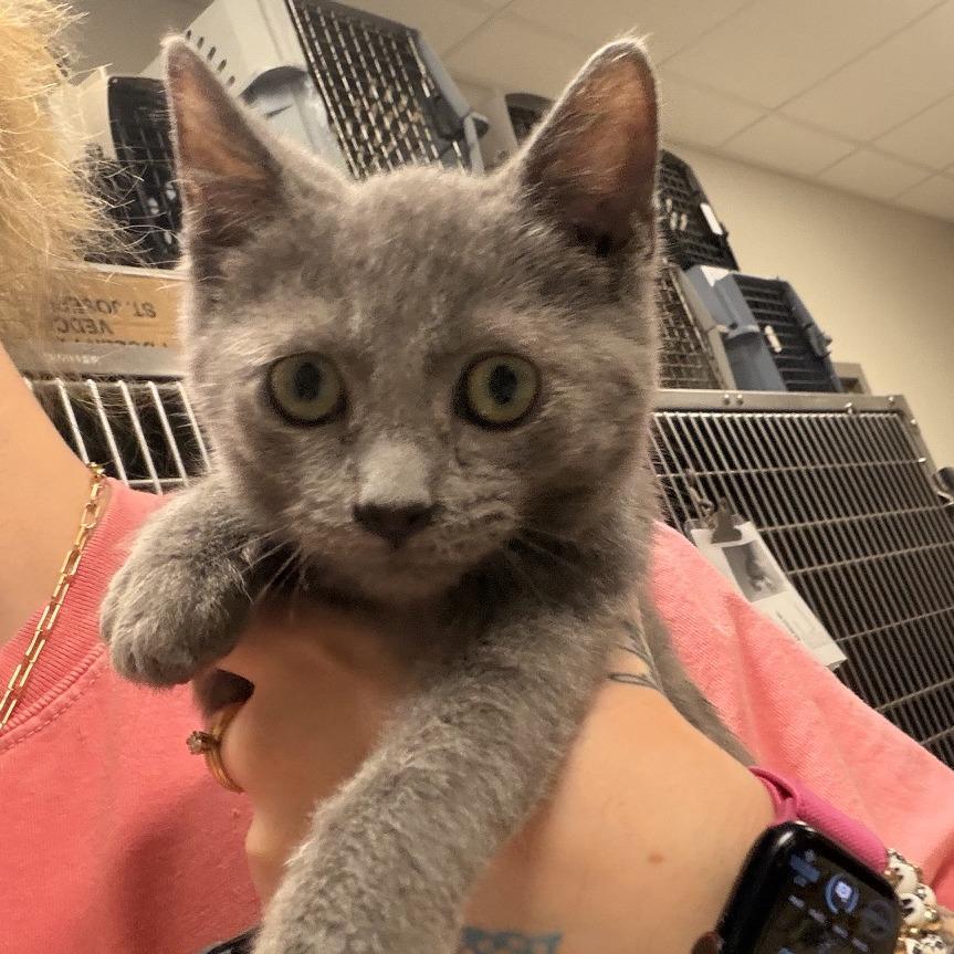 Jellybean - 071403U, Adoptable, Kitten Male Domestic Medium Hair.
