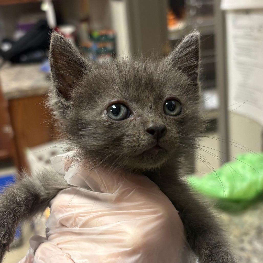 Enlarge Jellybean - 071403U, a Adoptable Domestic Medium Hair in Tupelo, MS image 2/2