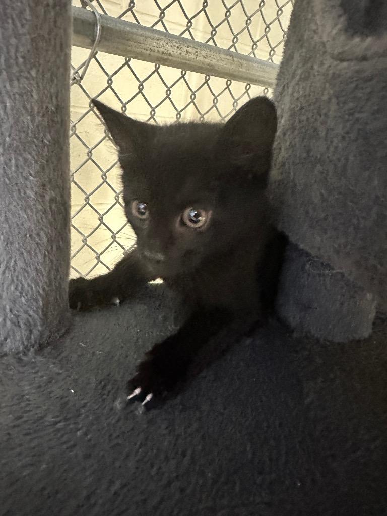 Enlarge Junibell, a Adoptable mixed breed in Waverly, NY image 1/1