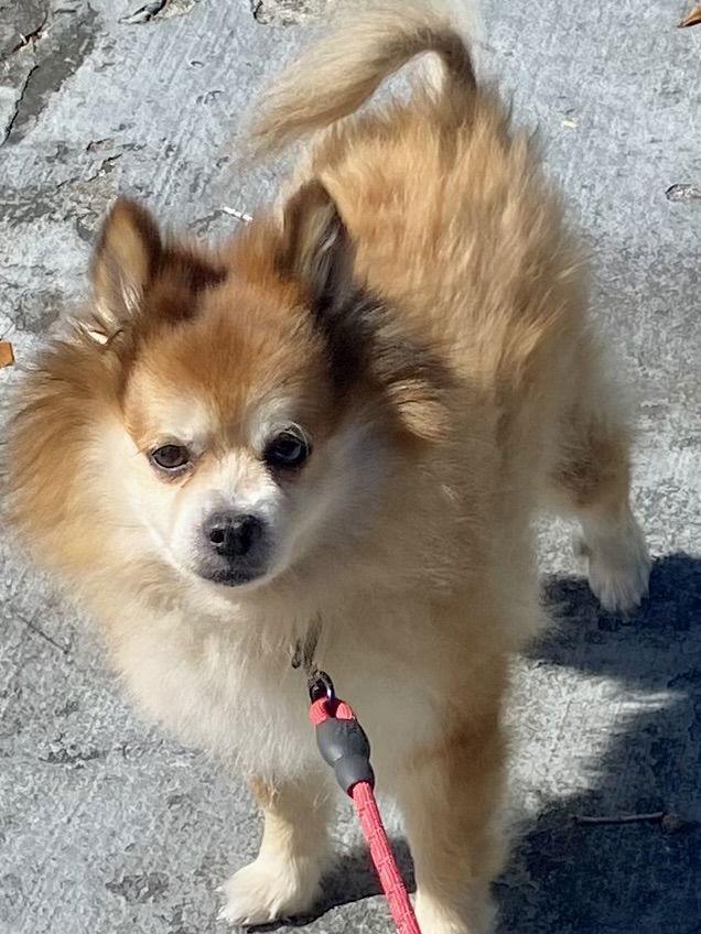 Enlarge Scooter, a Adoptable Pomeranian in Tampa, FL image 2/3