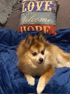 Enlarge Scooter ADOPTED, a Adoptable Pomeranian in Tampa, FL image 1/3