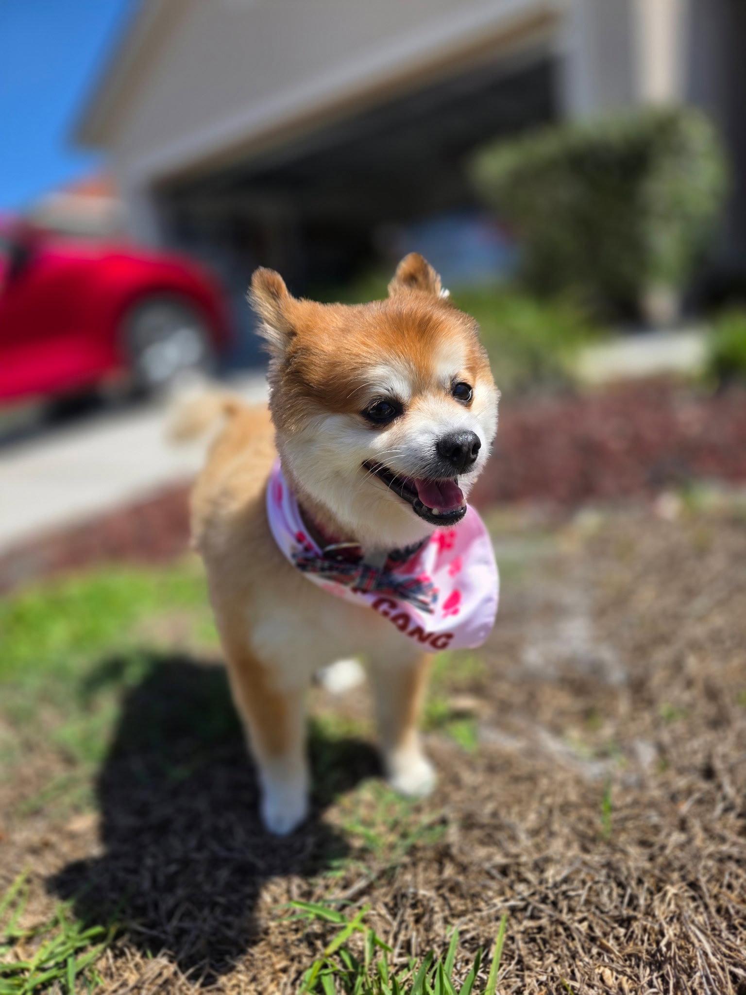 Enlarge Scooter ADOPTED, a Adoptable Pomeranian in Tampa, FL image 2/3