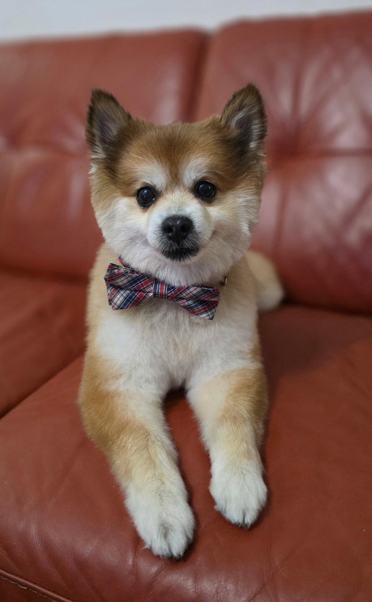 Enlarge Scooter ADOPTED, a Adoptable Pomeranian in Tampa, FL image 3/3