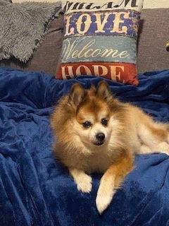 Enlarge Scooter, a Adoptable Pomeranian in Tampa, FL image 3/3