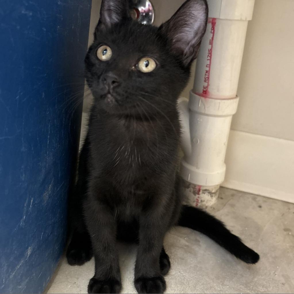 Yennifer, Adoptable, Adult Female Domestic Short Hair.