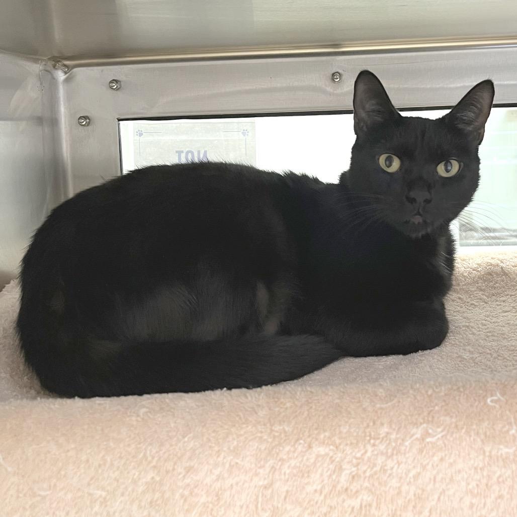 Enlarge Yennifer, a Adoptable Domestic Short Hair in York, PA image 2/3