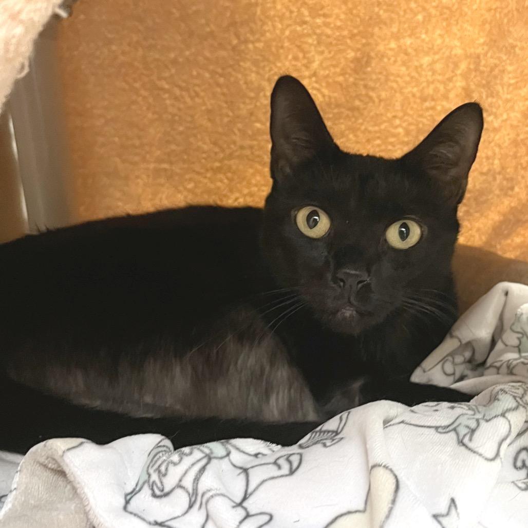 Enlarge Yennifer, a Adoptable Domestic Short Hair in York, PA image 3/3