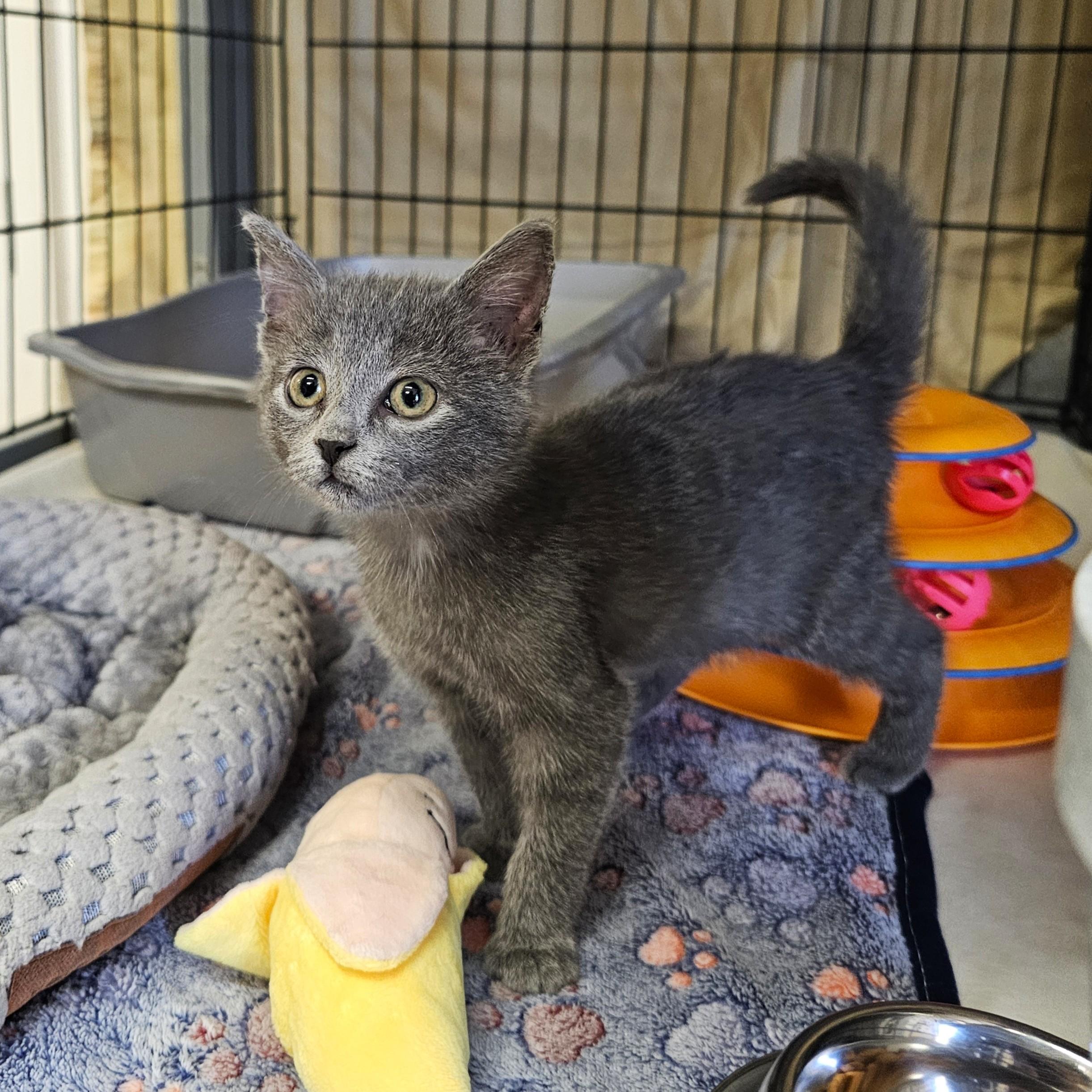 Harmony, Adoptable, Kitten Female Domestic Short Hair.