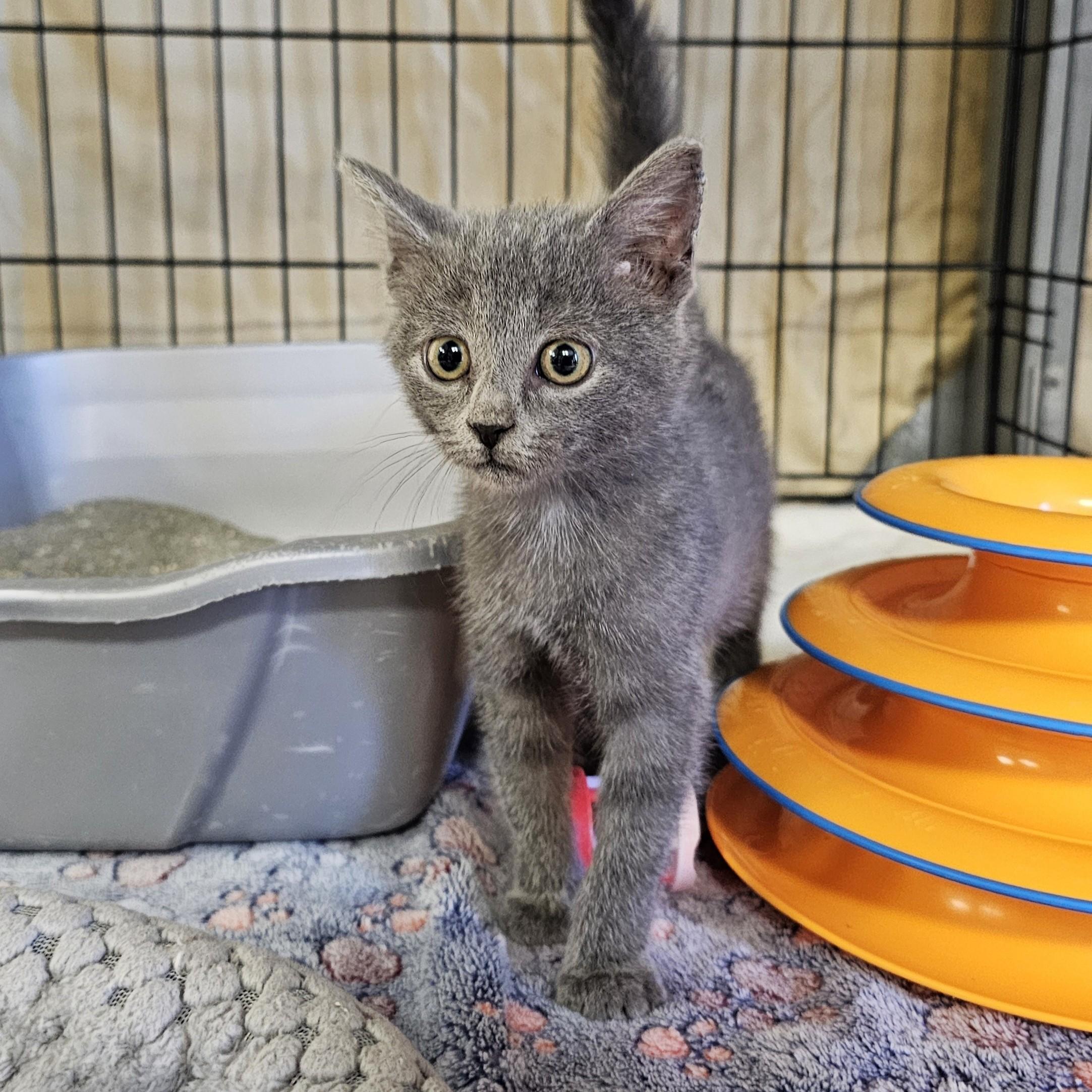 Enlarge Harmony, a Adoptable Domestic Short Hair in Searcy, AR image 2/3