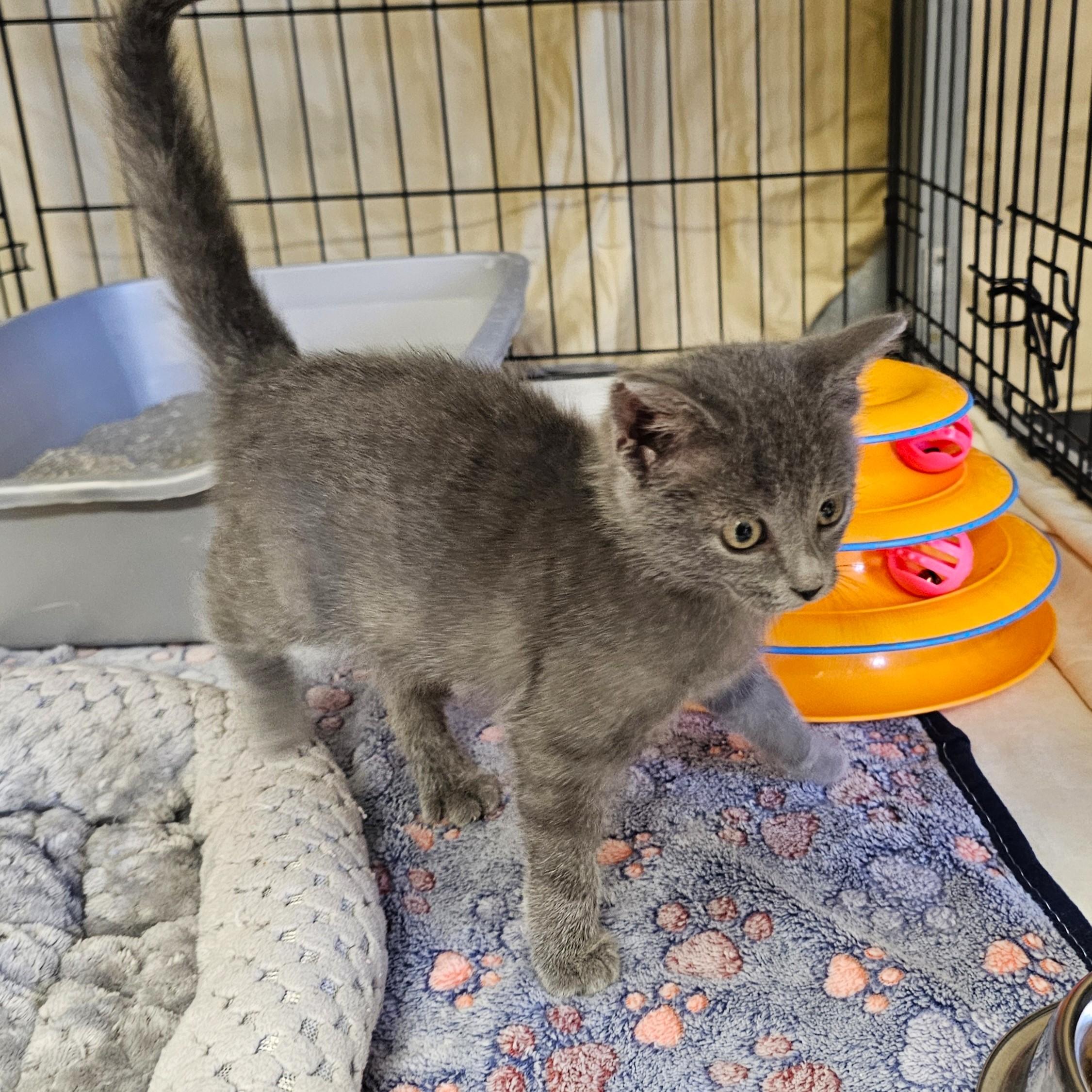 Enlarge Harmony, a Adoptable Domestic Short Hair in Searcy, AR image 3/3