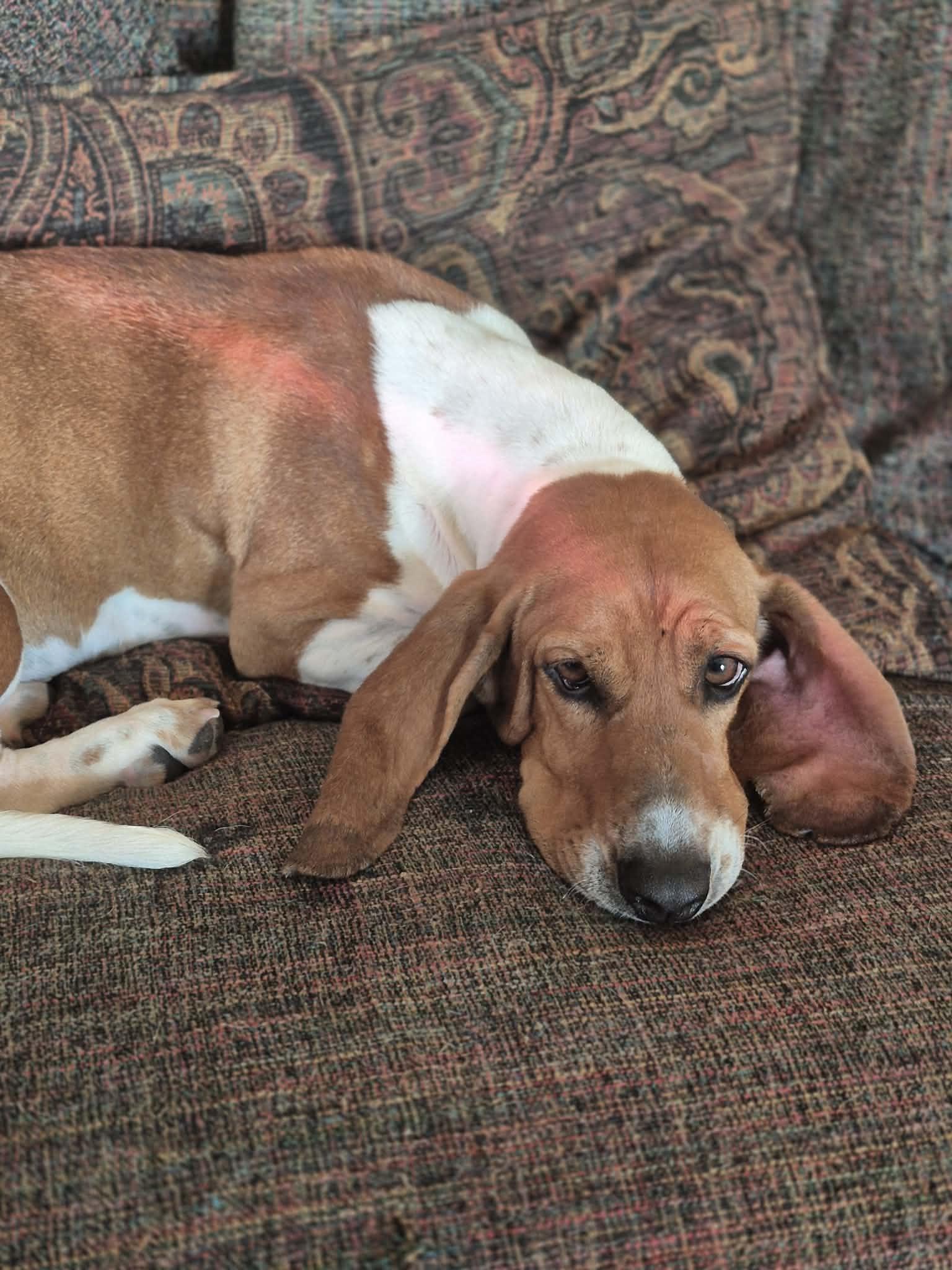 Enlarge Liza Jayne, a ADOPTABLE Basset Hound in Byron, IL image 1/4