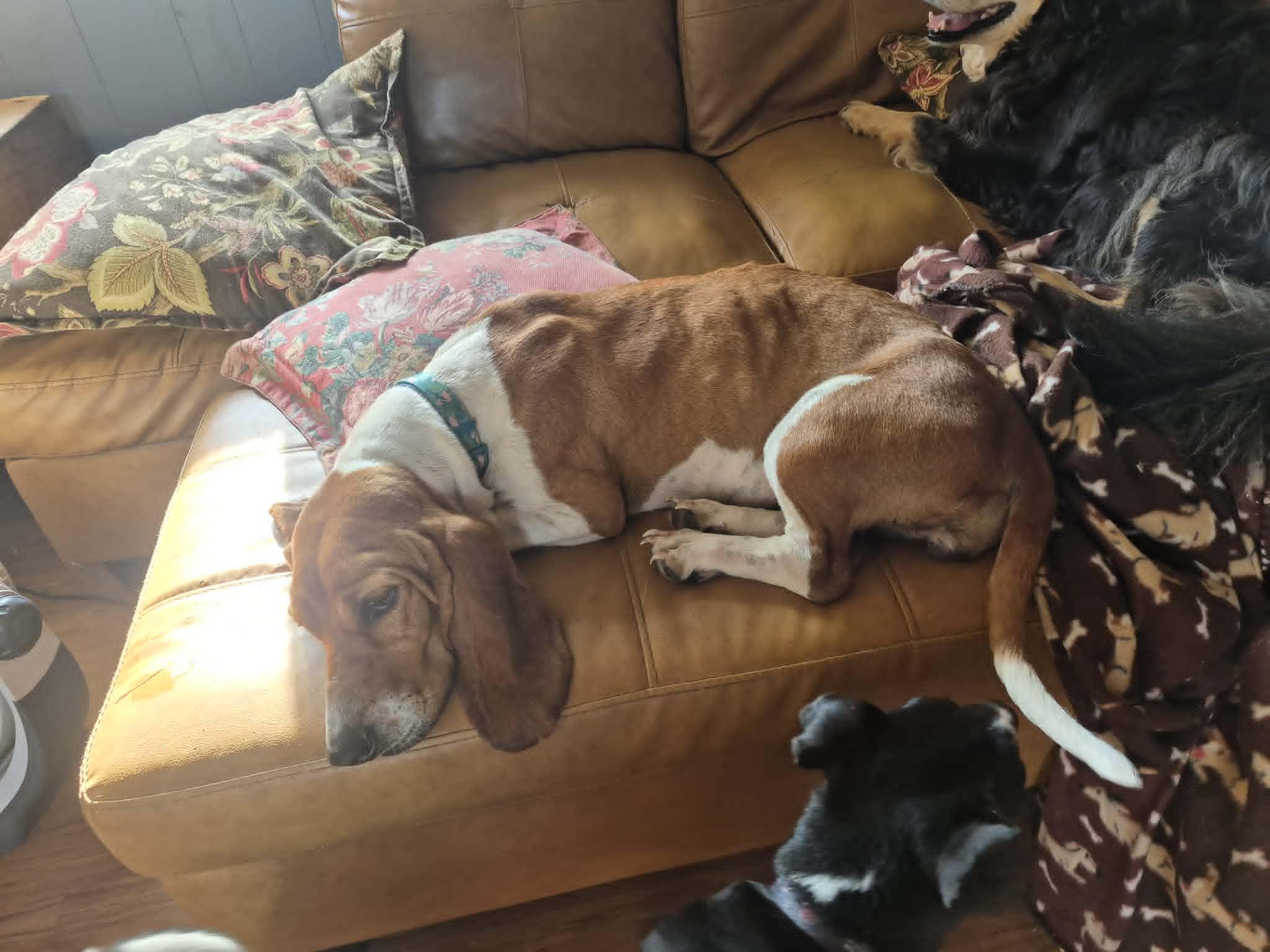 Enlarge Liza Jayne, a ADOPTABLE Basset Hound in Byron, IL image 3/4