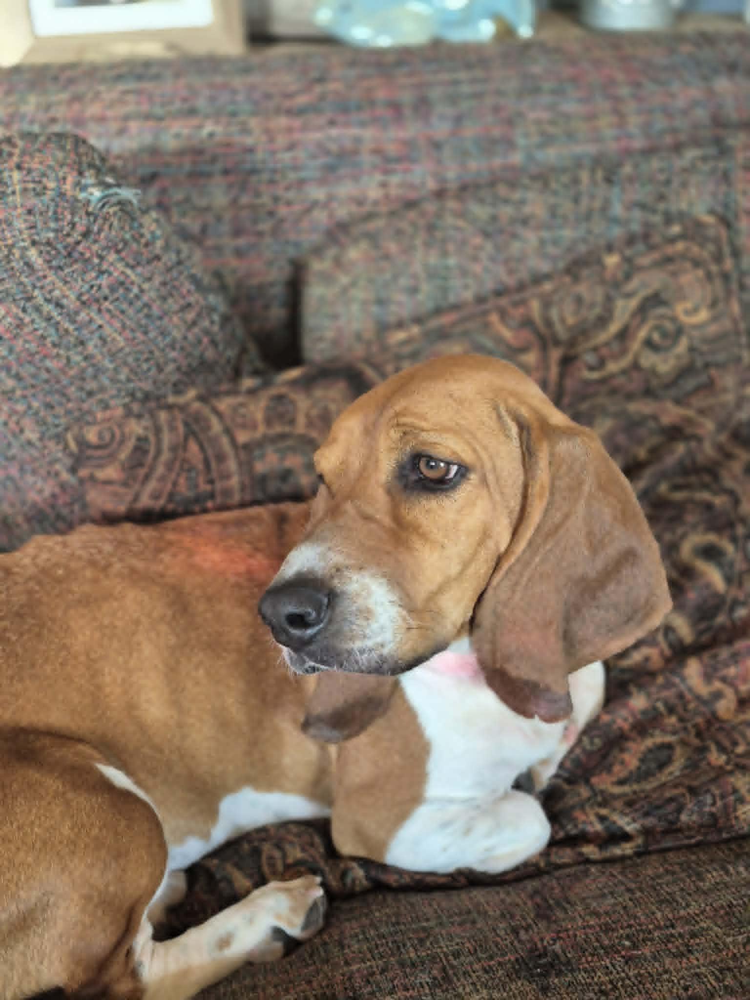 Enlarge Liza Jayne, a ADOPTABLE Basset Hound in Byron, IL image 2/4