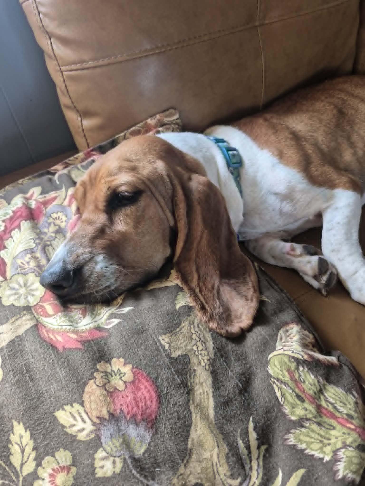 Enlarge Liza Jayne, a ADOPTABLE Basset Hound in Byron, IL image 4/4