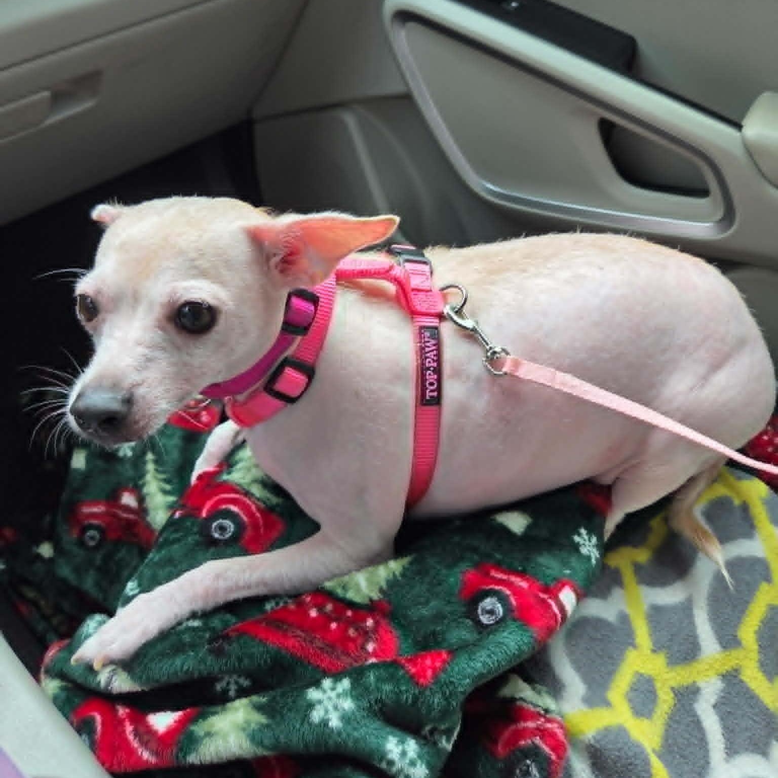 SUGAR, an adopted Xoloitzcuintli / Mexican Hairless in Harlem, GA image 1/6