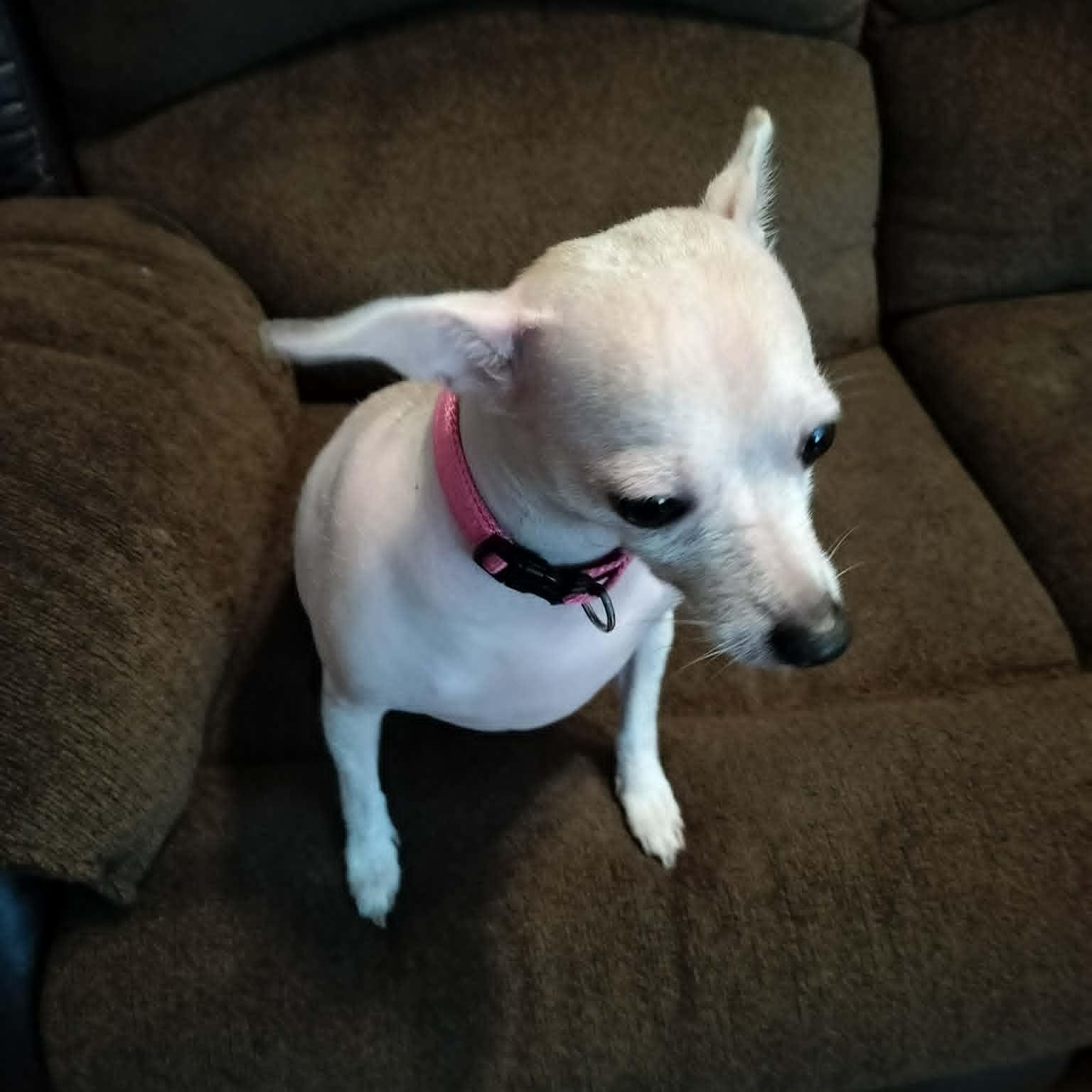 SUGAR, an adopted Xoloitzcuintli / Mexican Hairless in Harlem, GA image 6/6