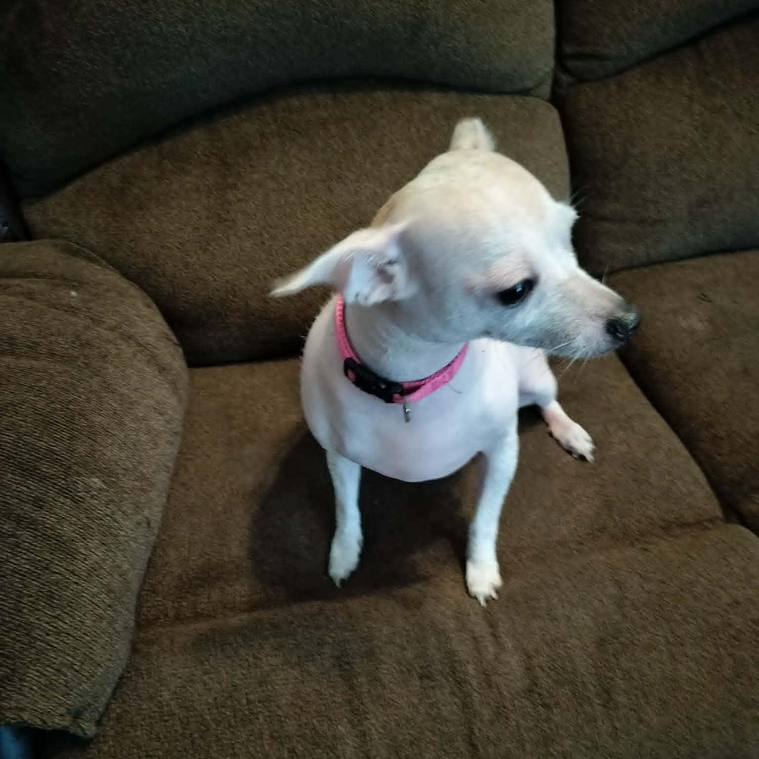 SUGAR, an adopted Xoloitzcuintli / Mexican Hairless in Harlem, GA image 4/6