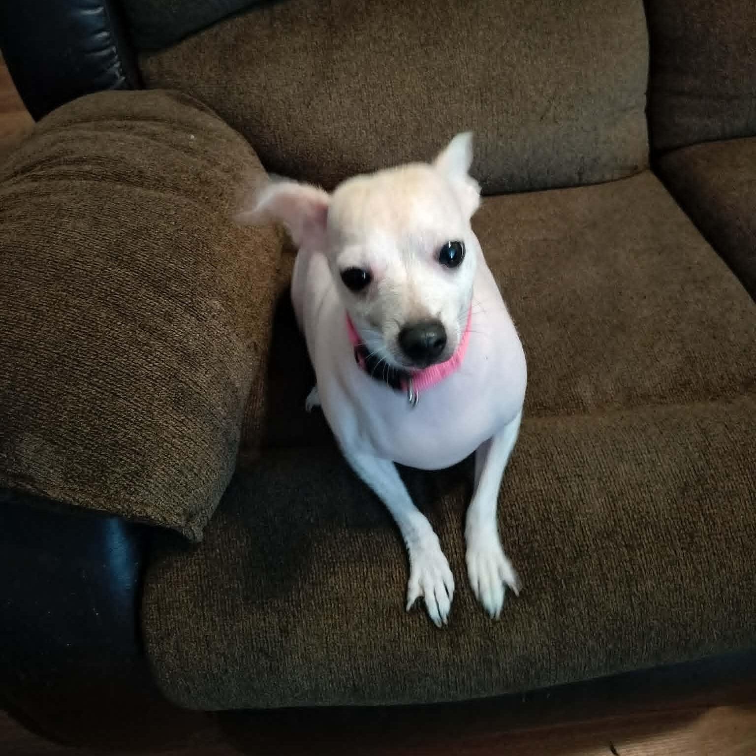 SUGAR, an adopted Xoloitzcuintli / Mexican Hairless in Harlem, GA image 3/6