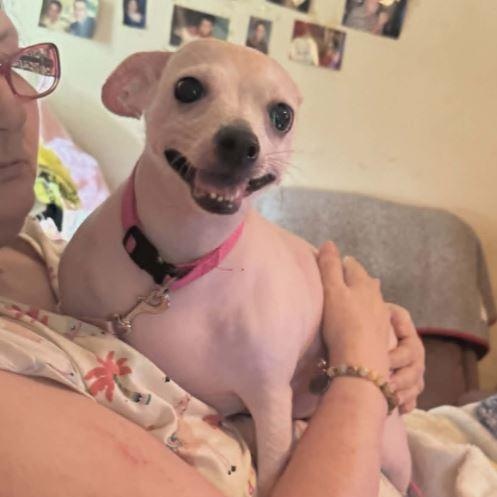 SUGAR, an adopted Xoloitzcuintli / Mexican Hairless in Harlem, GA image 2/6