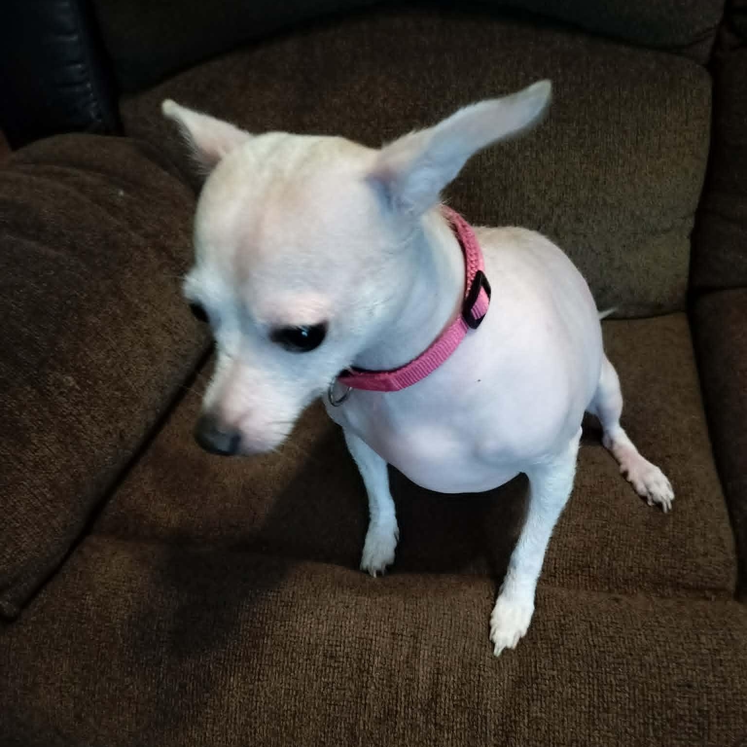 SUGAR, an adopted Xoloitzcuintli / Mexican Hairless in Harlem, GA image 5/6
