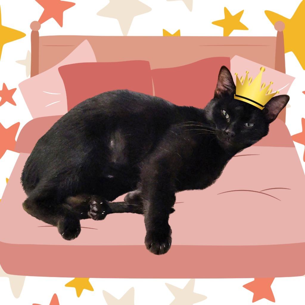 Mavis, Adoptable, Adult Female Domestic Short Hair.