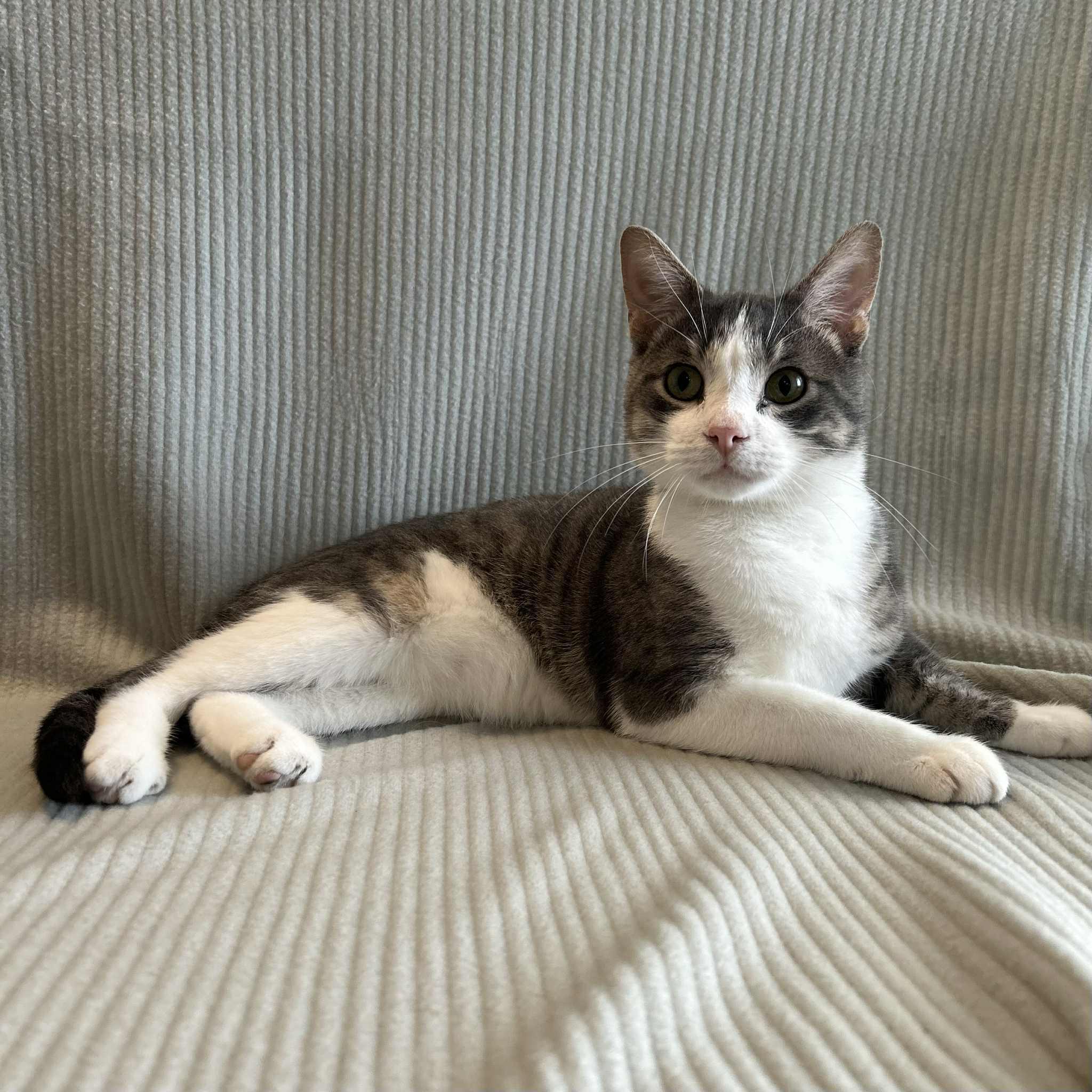 Harding, an adoptable Domestic Short Hair in Alexandria, MN, 56308 | Photo Image 3