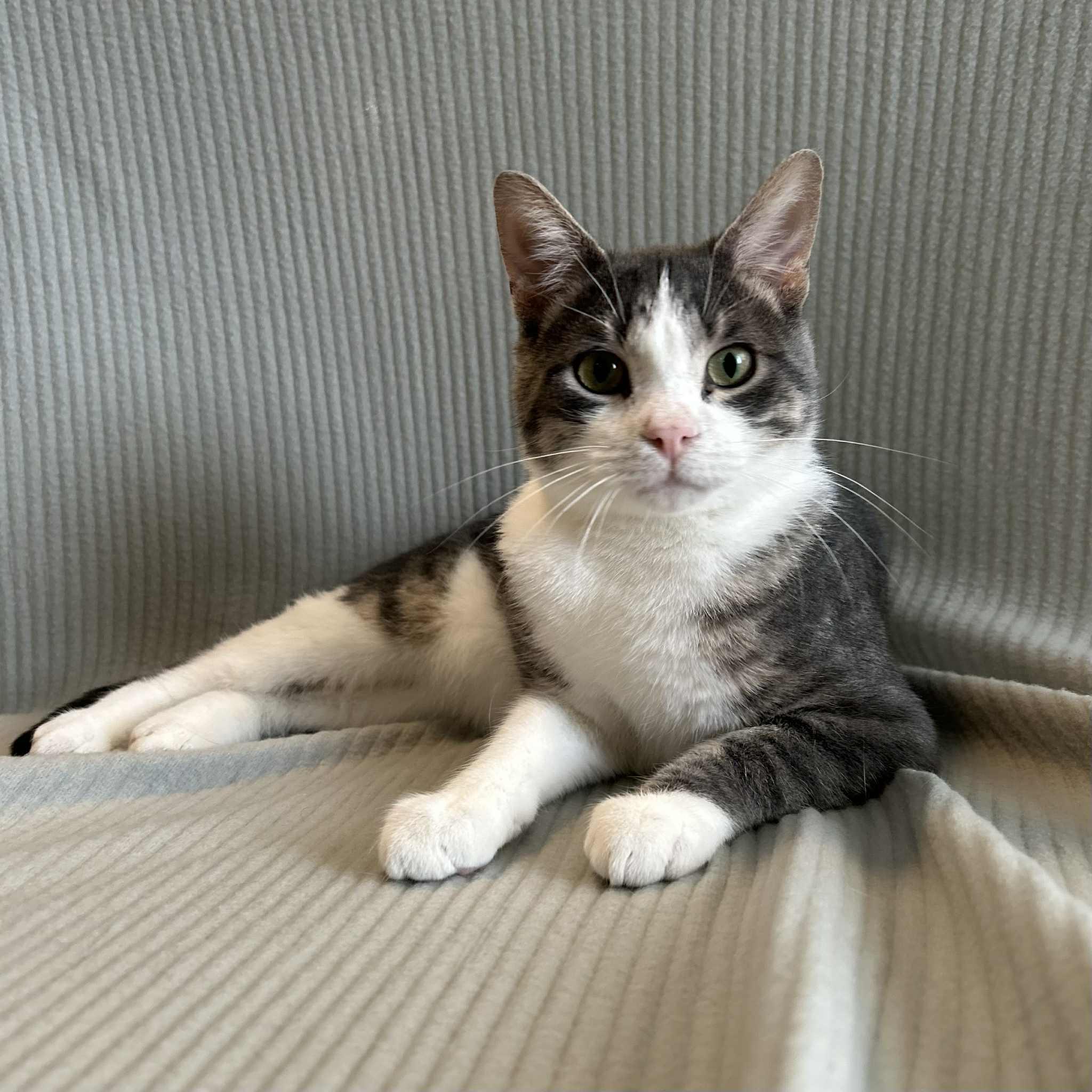 Harding, an adoptable Domestic Short Hair in Alexandria, MN, 56308 | Photo Image 2