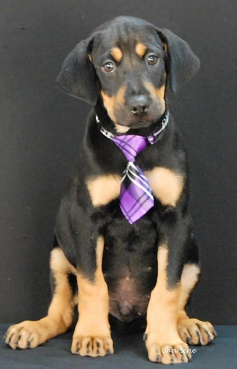 Enlarge Sourdough, a Adopted mixed breed in Newland, NC image 1/1