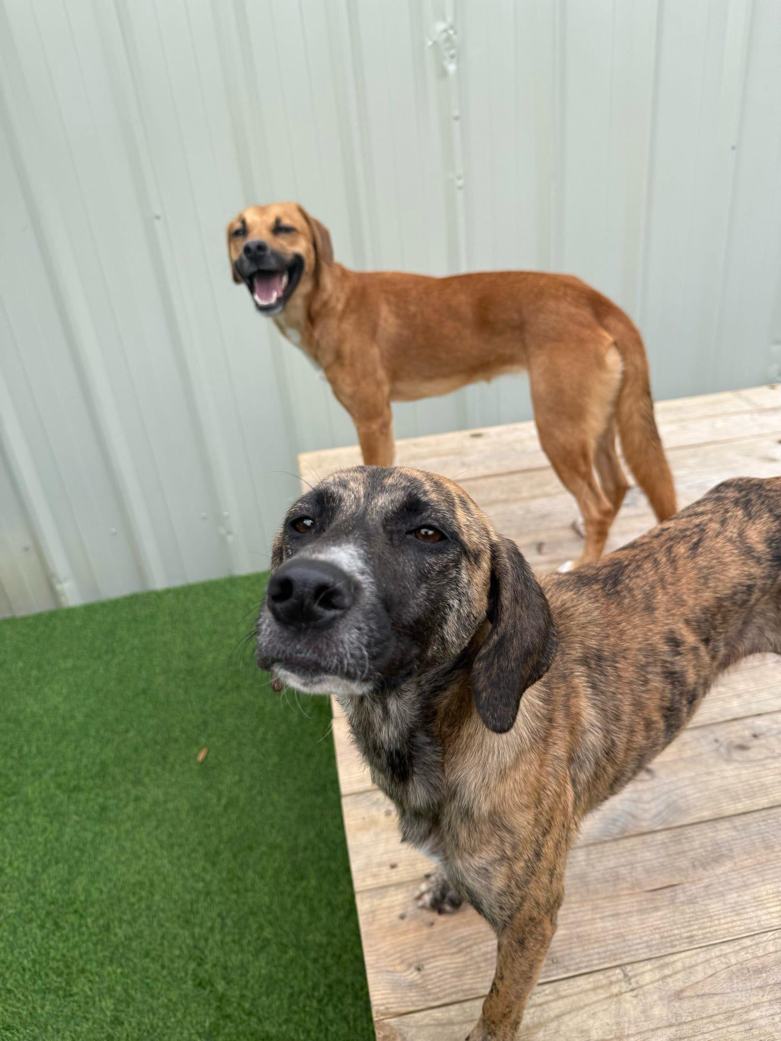 Cindy, a Adoptable mixed breed in Pelham, AL image 3/5
