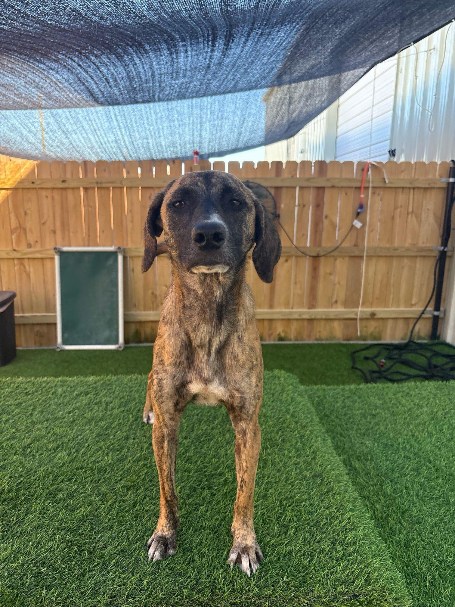 Cindy, a Adoptable mixed breed in Pelham, AL image 4/5
