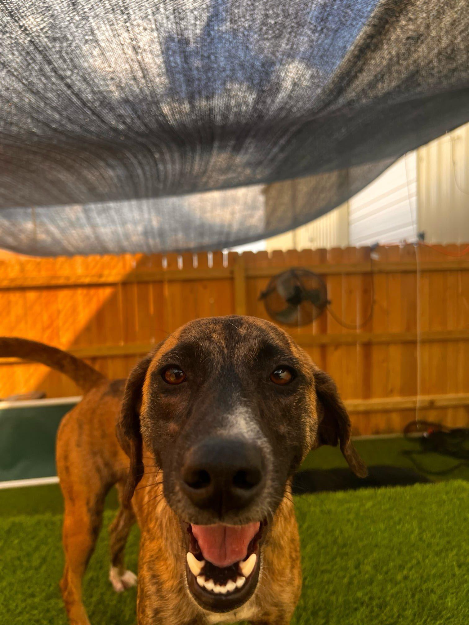 Cindy, a Adoptable mixed breed in Pelham, AL image 5/5