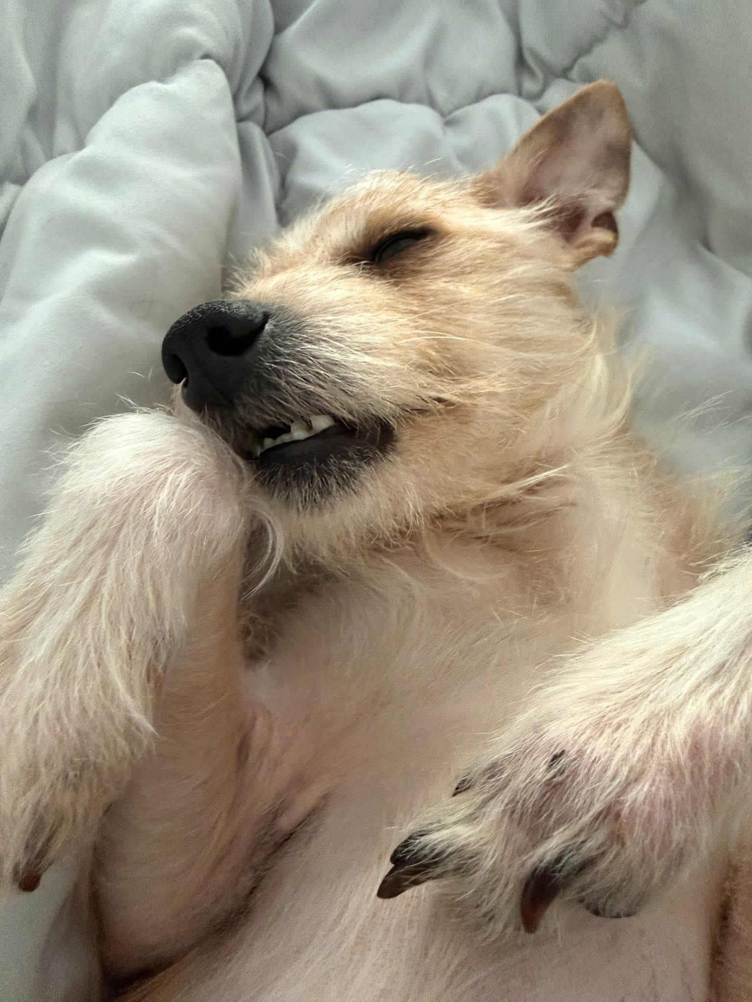 Enlarge Rudy , an adopted mixed breed in Grosse Pointe Park, MI image 2/6