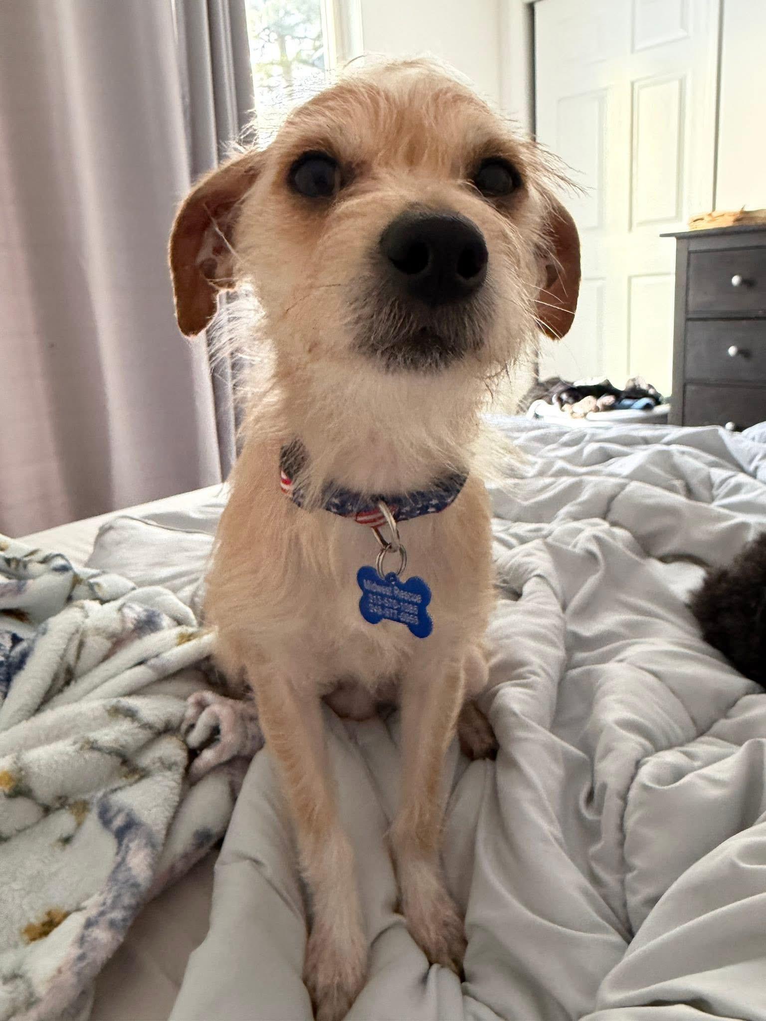 Enlarge Rudy , an adopted mixed breed in Grosse Pointe Park, MI image 1/6