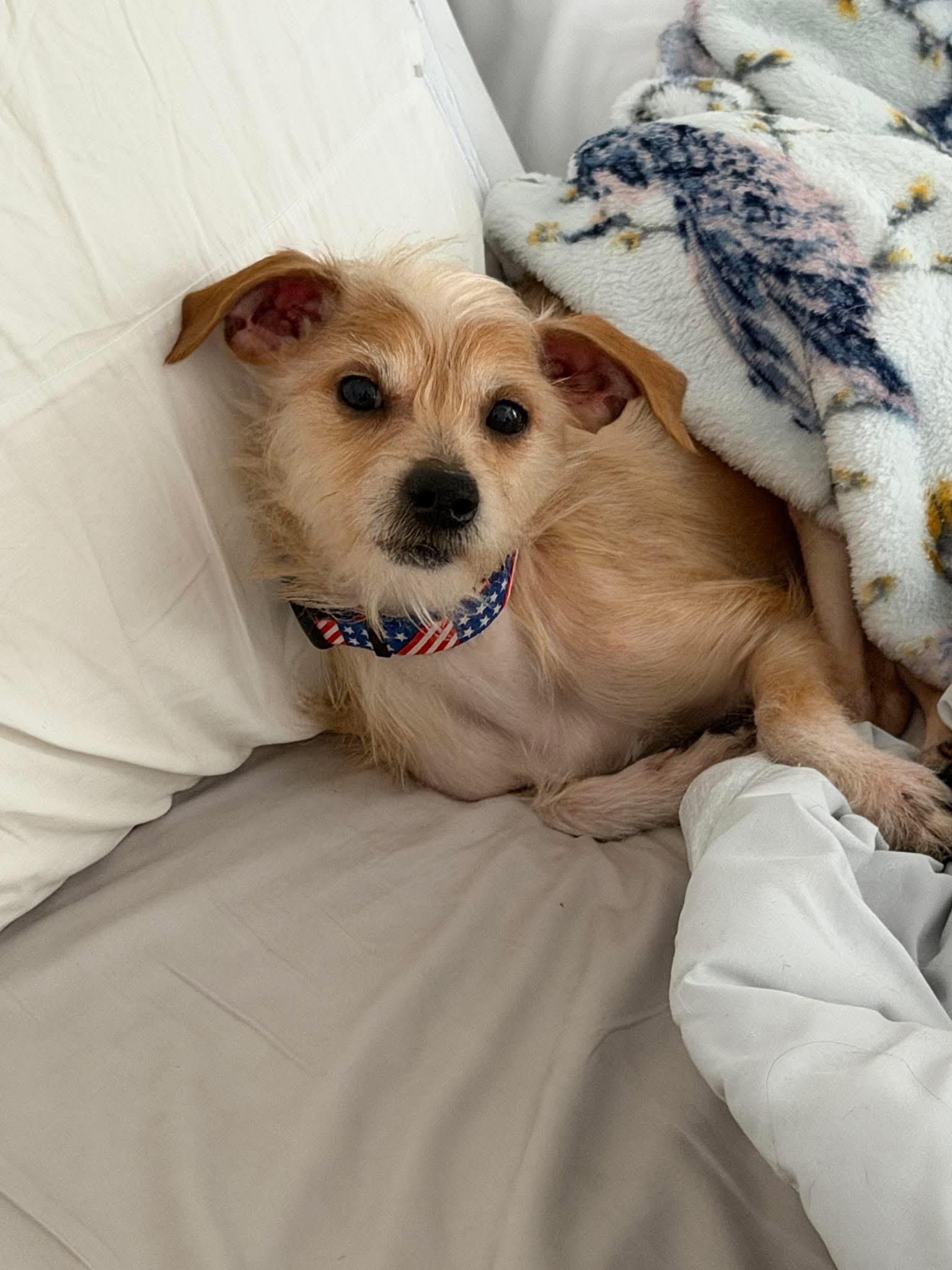 Enlarge Rudy , an adopted mixed breed in Grosse Pointe Park, MI image 4/6