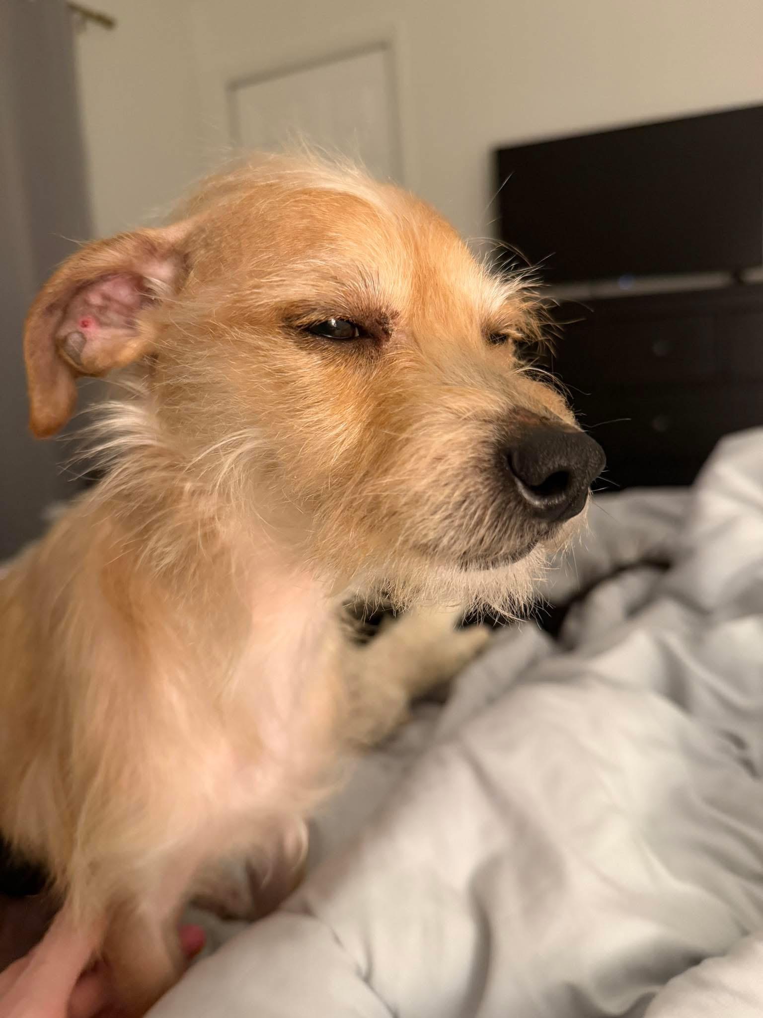 Enlarge Rudy , an adopted mixed breed in Grosse Pointe Park, MI image 5/6