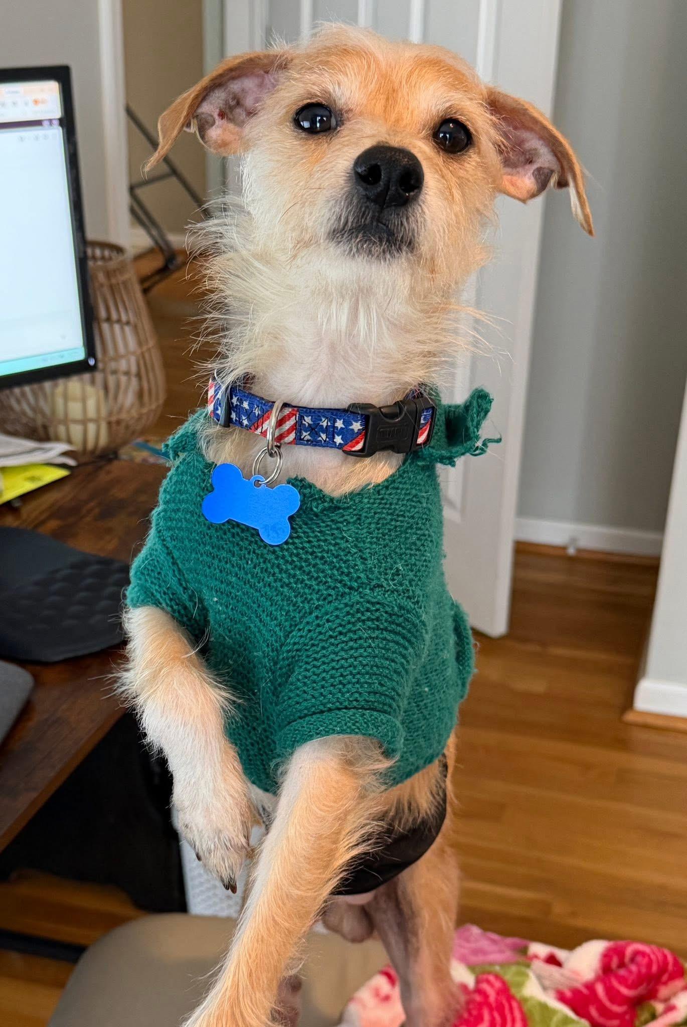 Enlarge Rudy , an adopted mixed breed in Grosse Pointe Park, MI image 3/6