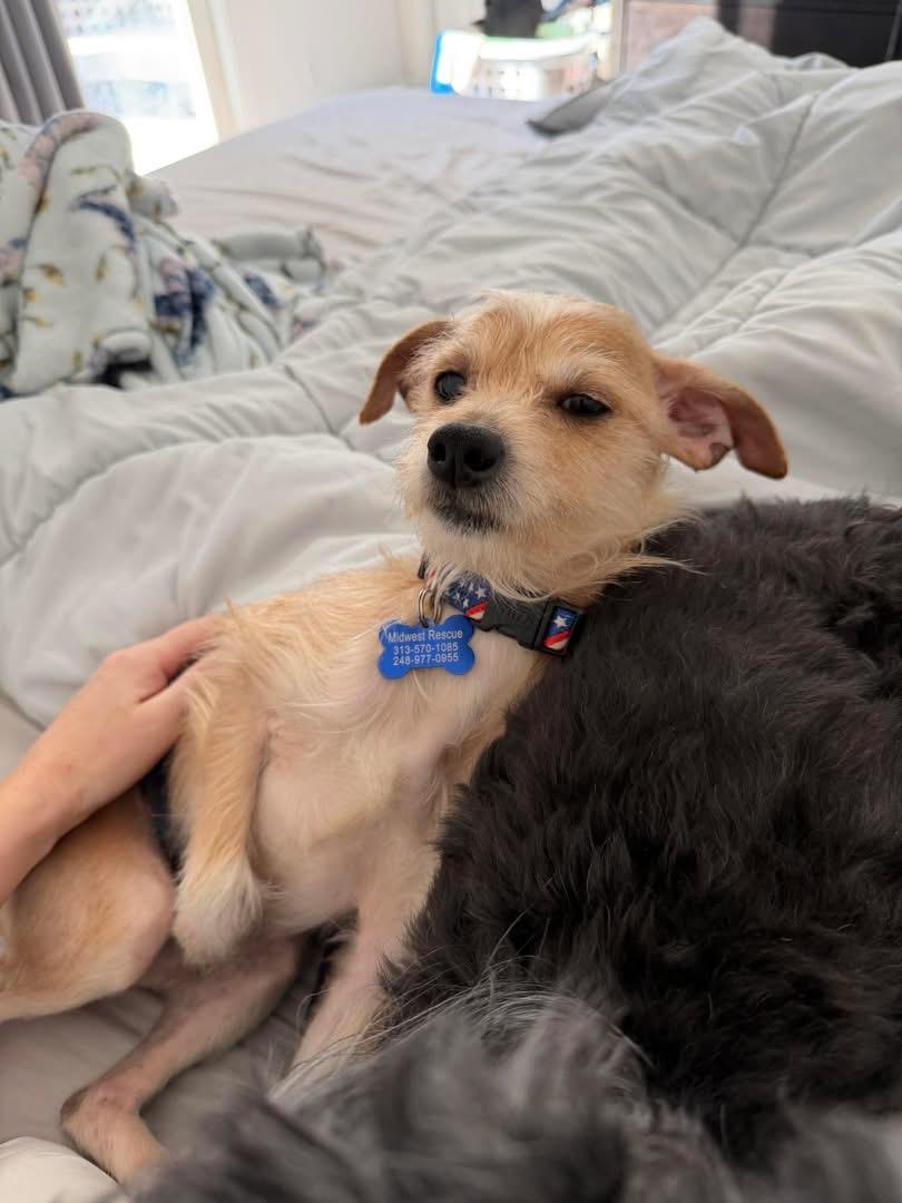 Enlarge Rudy , an adopted mixed breed in Grosse Pointe Park, MI image 6/6