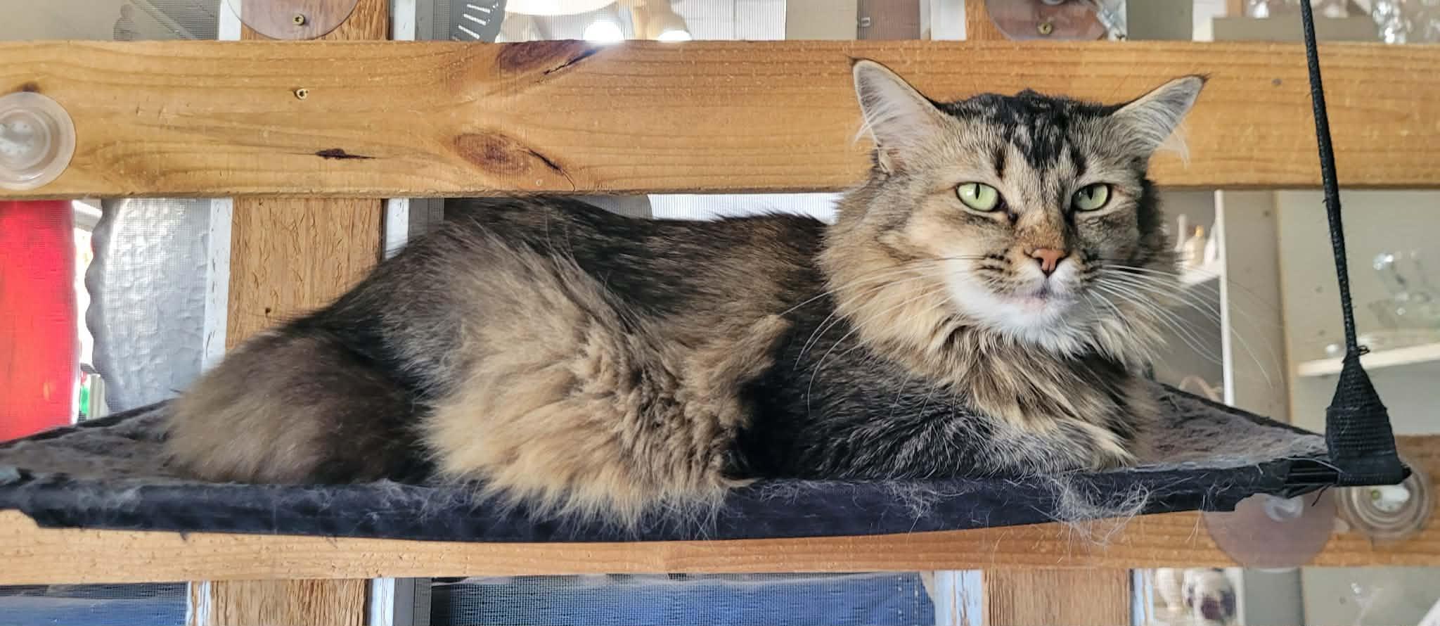 Fluffy, ADOPTABLE, Adult Female Domestic Long Hair.