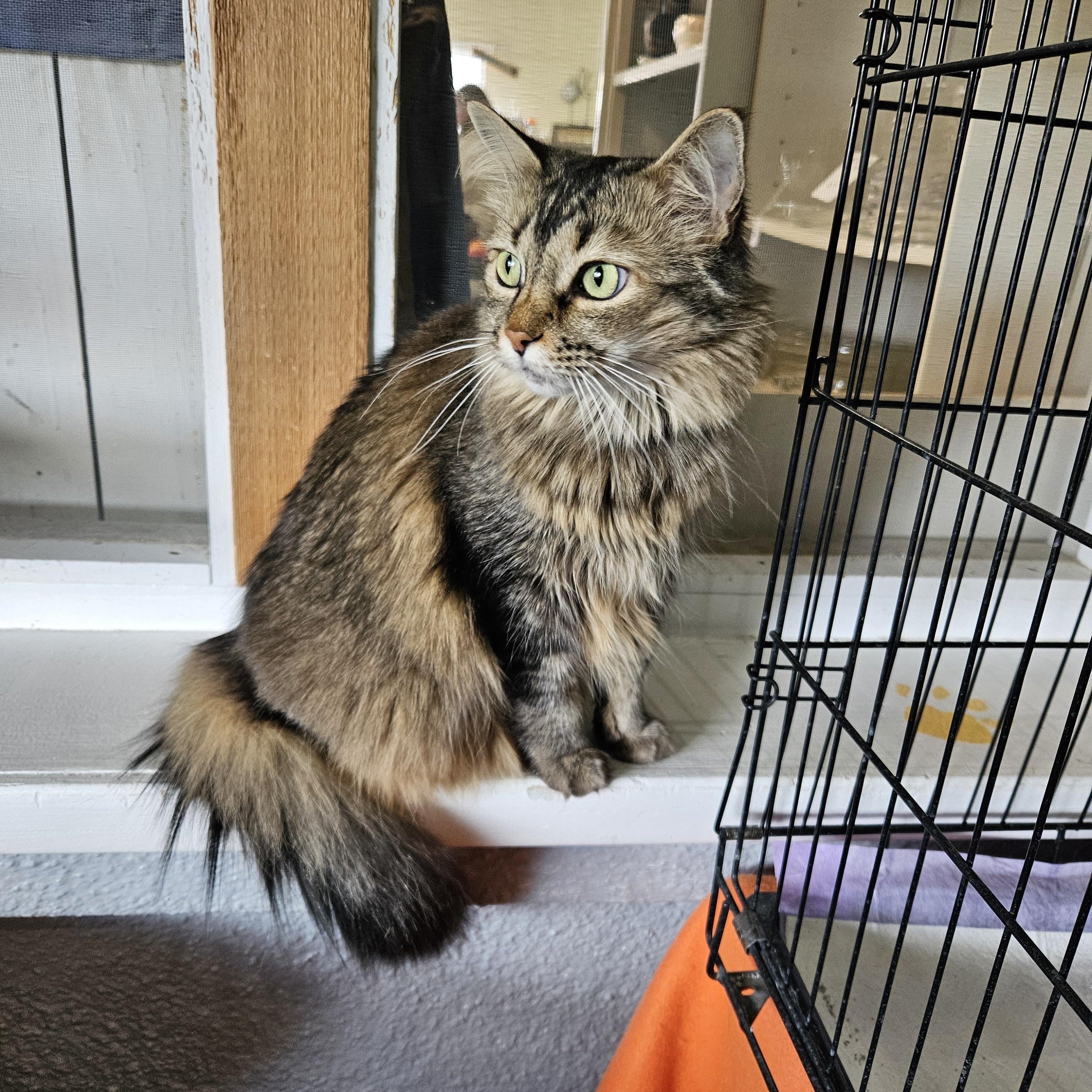 Enlarge Fluffy, a ADOPTABLE Domestic Long Hair in Alpine, TX image 2/2