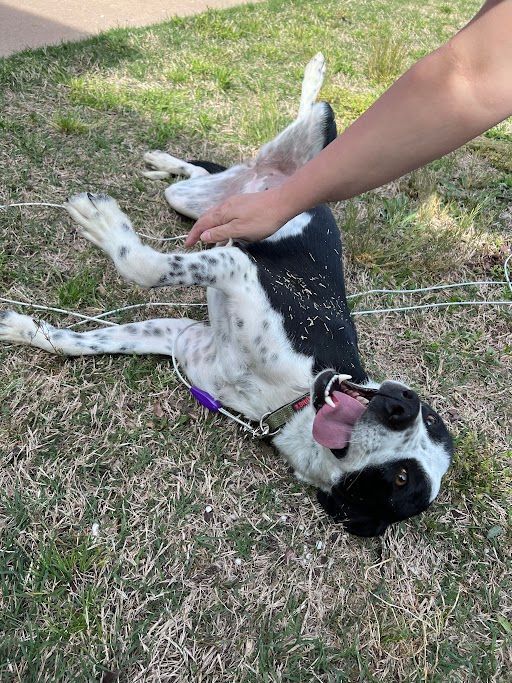 Dixie, Adopted, Young Female Border Collie.