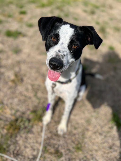 Enlarge Dixie, a Adopted mixed breed in Broken Arrow, OK image 2/6