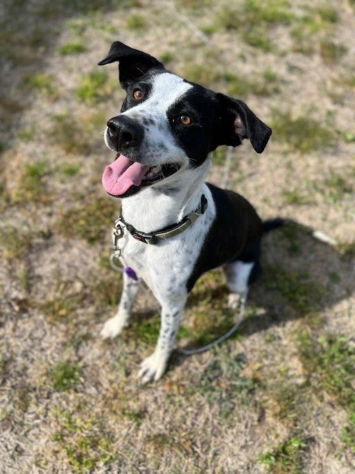 Enlarge Dixie, a Adopted mixed breed in Broken Arrow, OK image 3/6