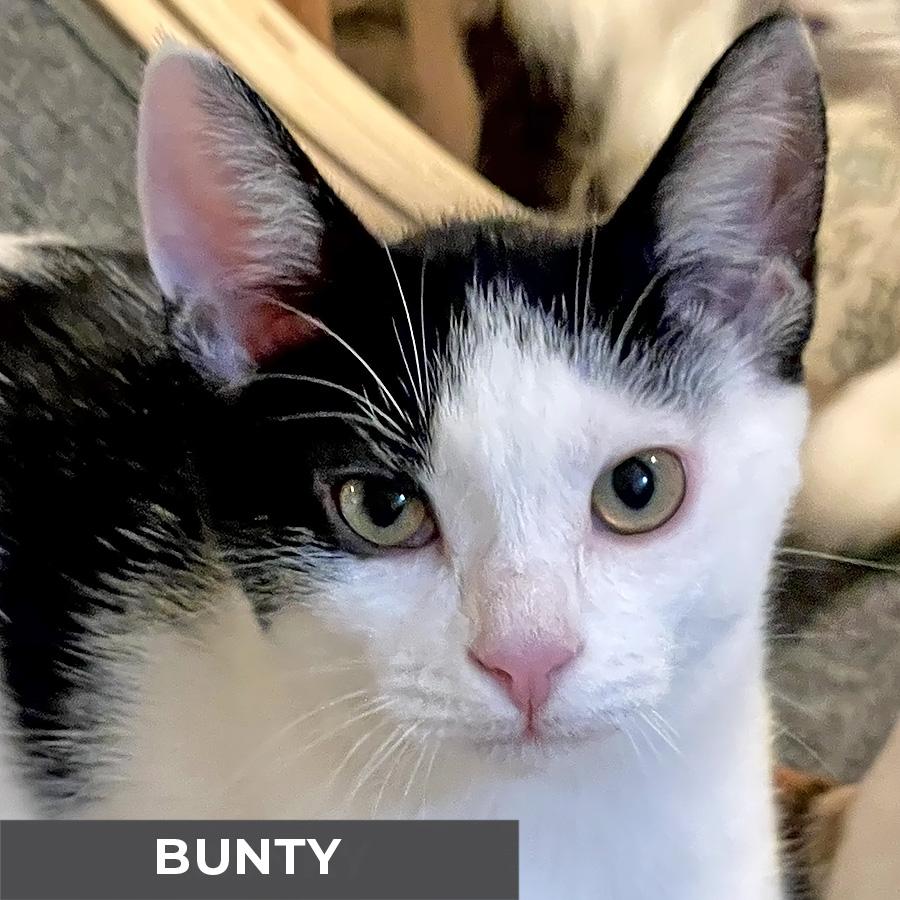 Bunty