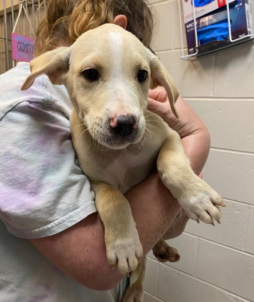 Enlarge Nala, a Found mixed breed in Rome, GA image 1/1