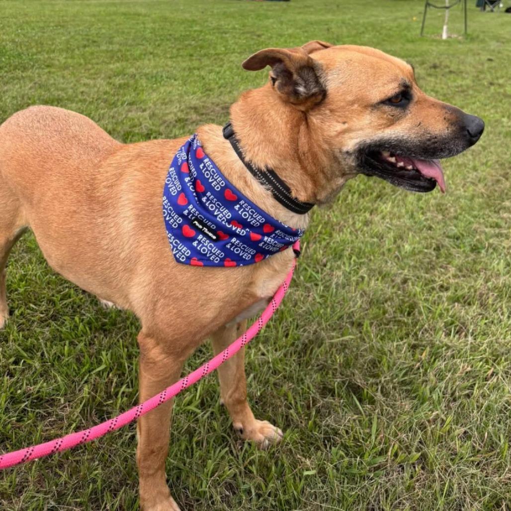 Enlarge Letty, a Adoptable Mixed Breed in Norfolk, NE image 1/6