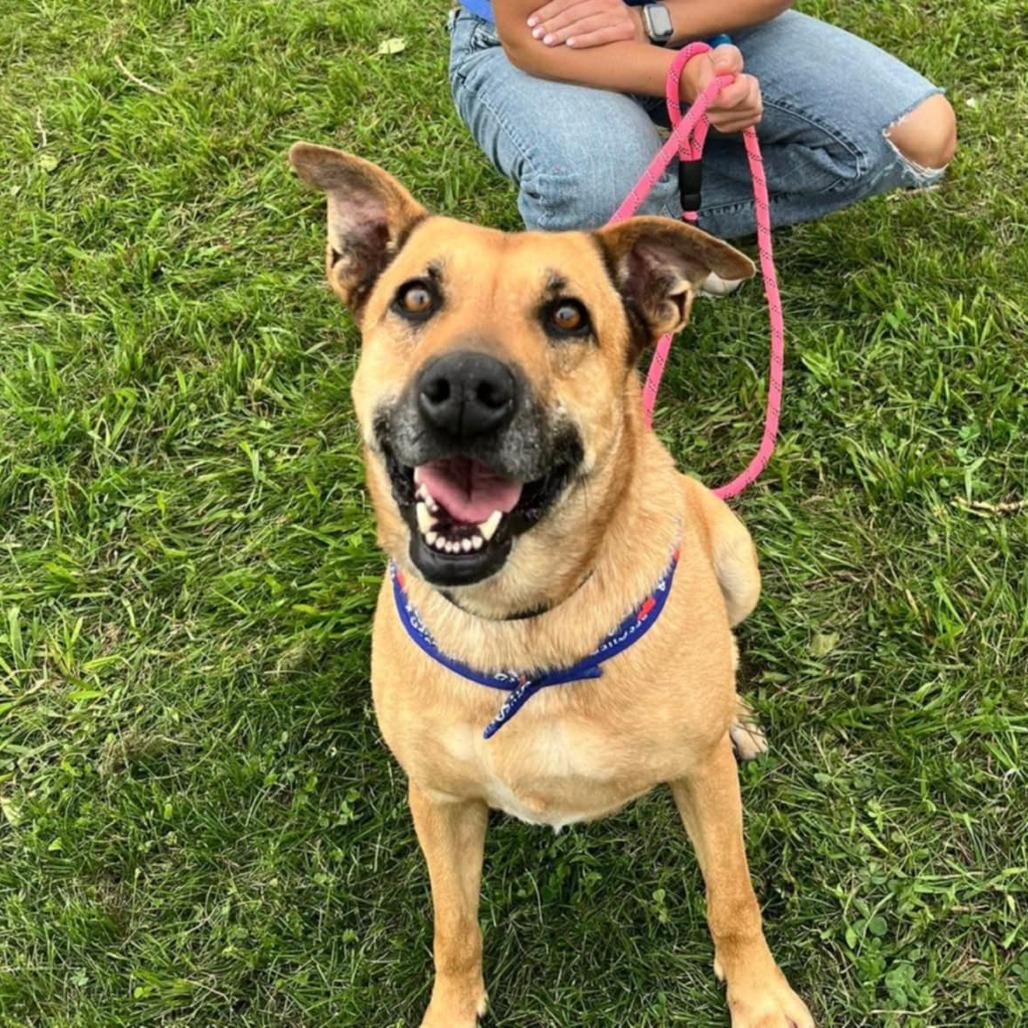 Enlarge Letty, a Adoptable Mixed Breed in Norfolk, NE image 2/6